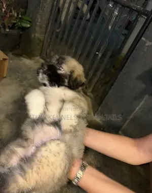 1-3 months Male Purebred Maltese