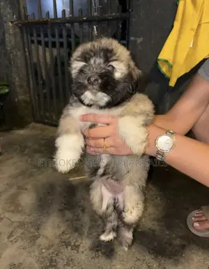 1-3 months Male Purebred Maltese