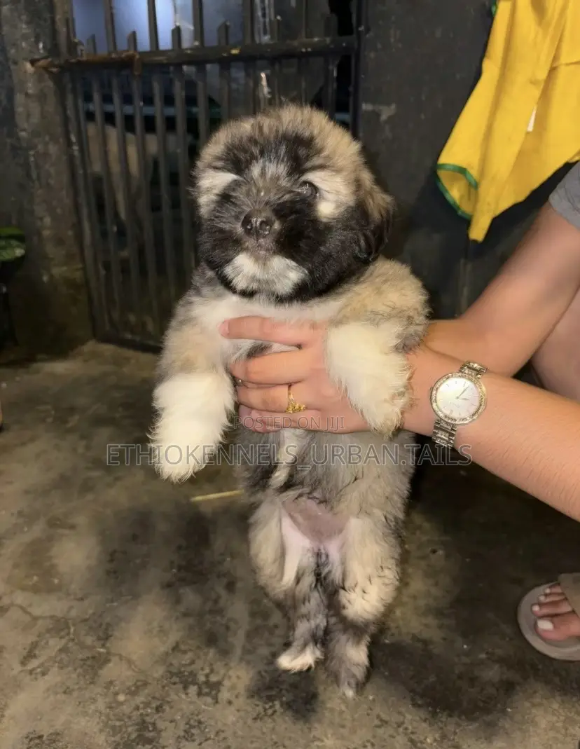 1-3 months Male Purebred Maltese