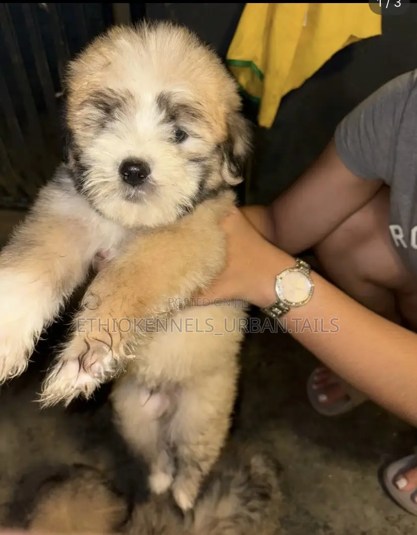 1-3 months Male Purebred Maltese