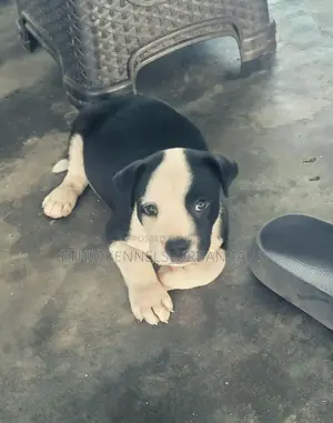 Photo - 1-3 months Male Purebred American Pit Bull Terrier