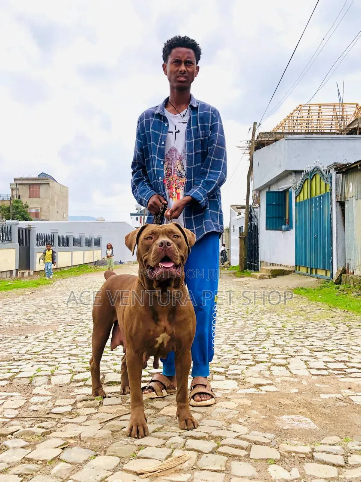 1-3 months Male Purebred Boerboel