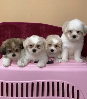 Photo - 1-3 months Male Mixed Breed Siberian Husky