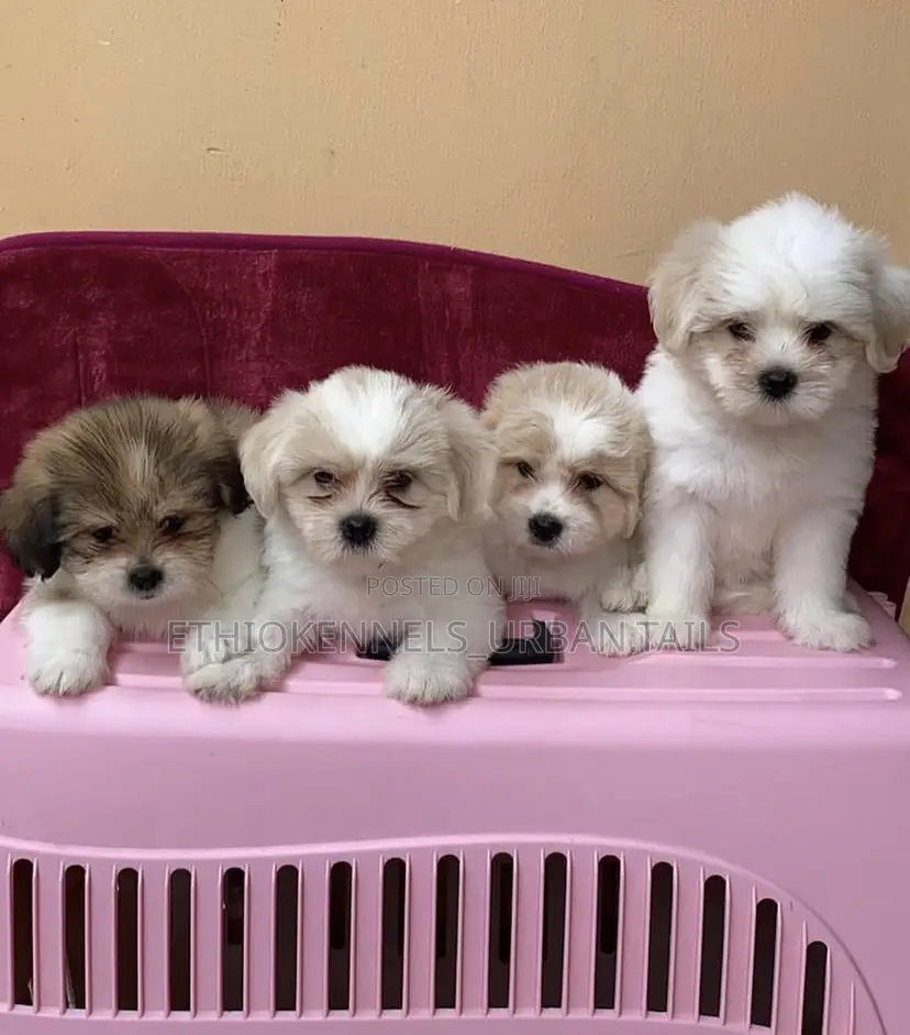 1-3 months Male Mixed Breed Siberian Husky