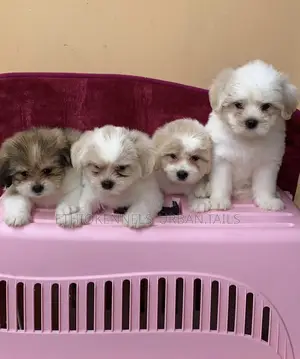 1-3 months Male Mixed Breed Siberian Husky