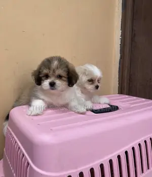 1-3 months Male Mixed Breed Siberian Husky