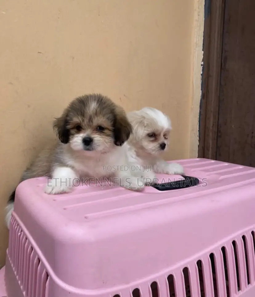 1-3 months Male Mixed Breed Siberian Husky