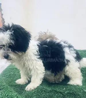 1-3 months Male Mixed Breed Maltese