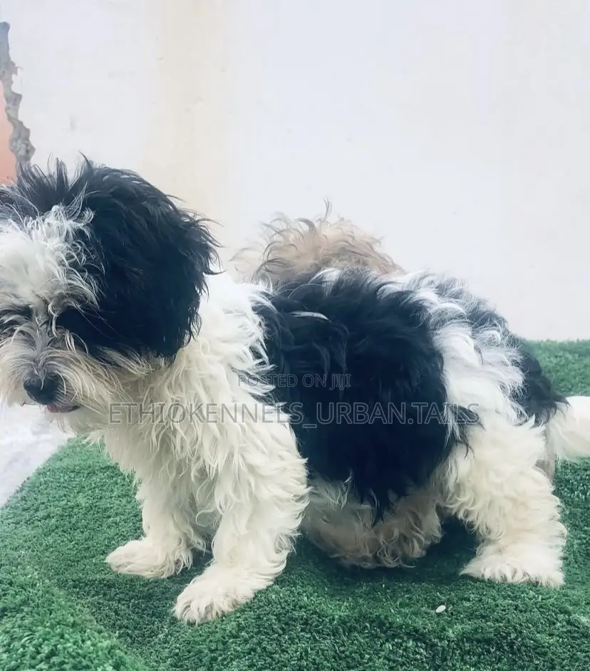 1-3 months Male Mixed Breed Maltese