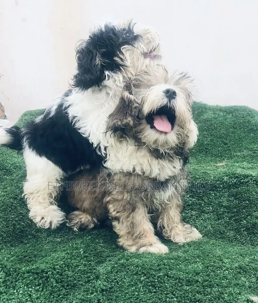 1-3 months Male Mixed Breed Maltese