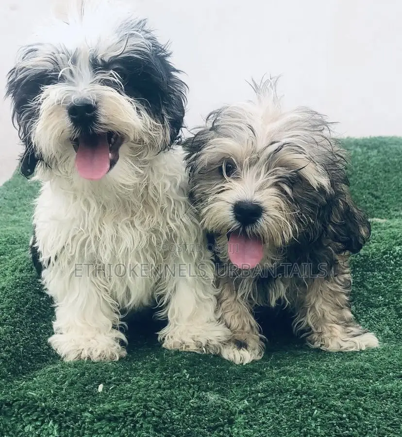 1-3 months Male Mixed Breed Maltese