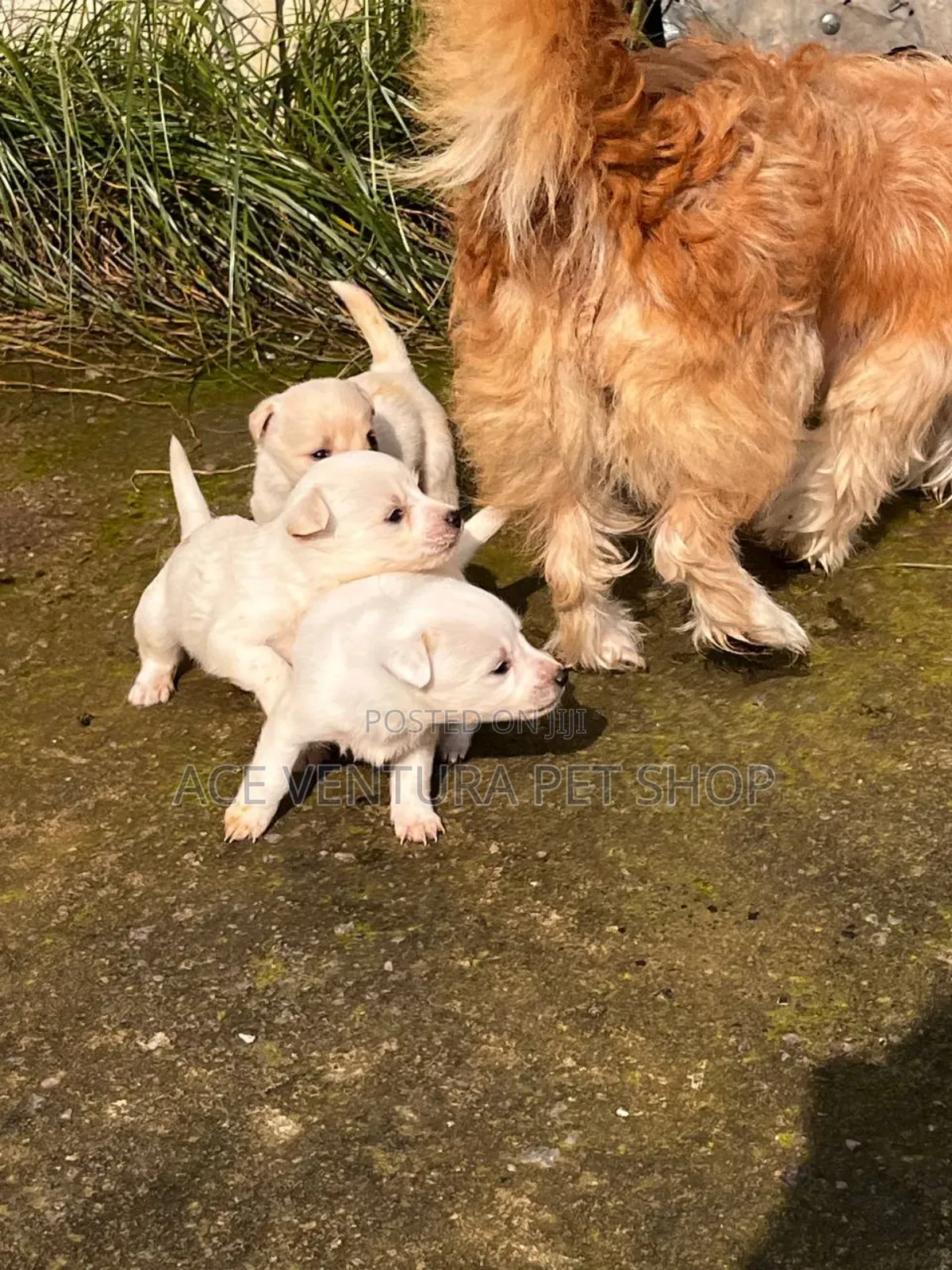 1-3 months Male Purebred Maltese
