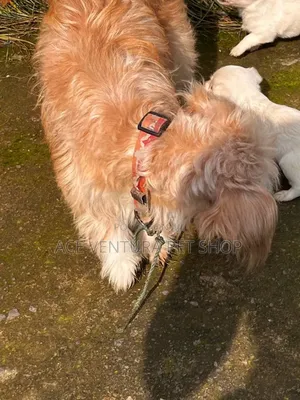 1-3 months Male Purebred Maltese