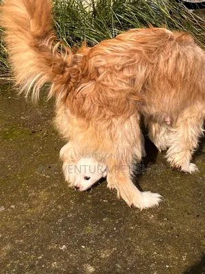 1-3 months Male Purebred Maltese
