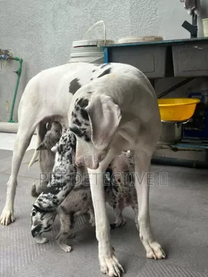 Photo - 1-3 months Male Purebred Great Dane