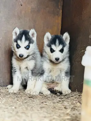 Photo - 1-3 months Female Purebred Siberian Husky