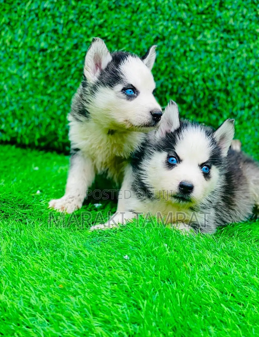 1-3 months Female Purebred Siberian Husky