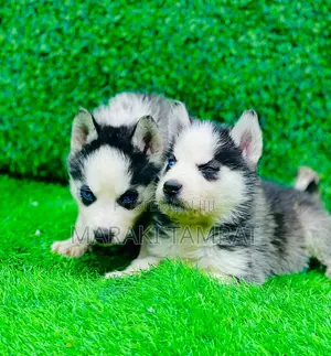 1-3 months Female Purebred Siberian Husky