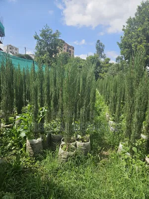 Photo - Cyprus Trees