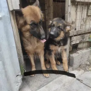 3-6 months Male Purebred German Shepherd