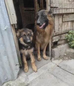 Photo - 3-6 months Male Purebred German Shepherd