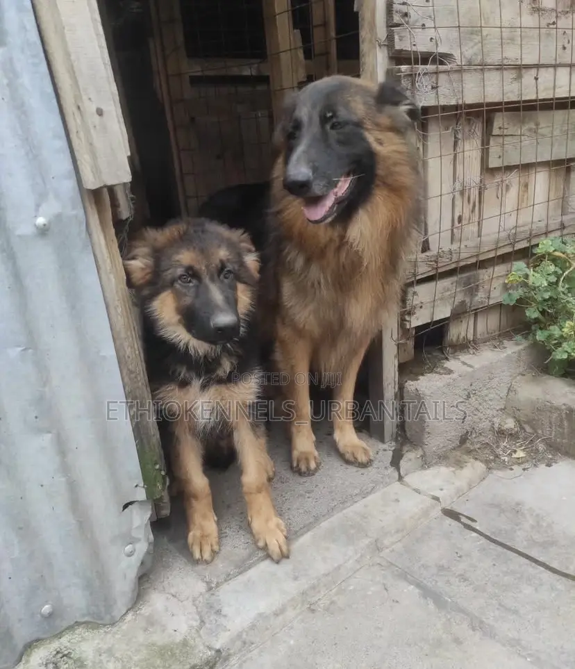 3-6 months Male Purebred German Shepherd