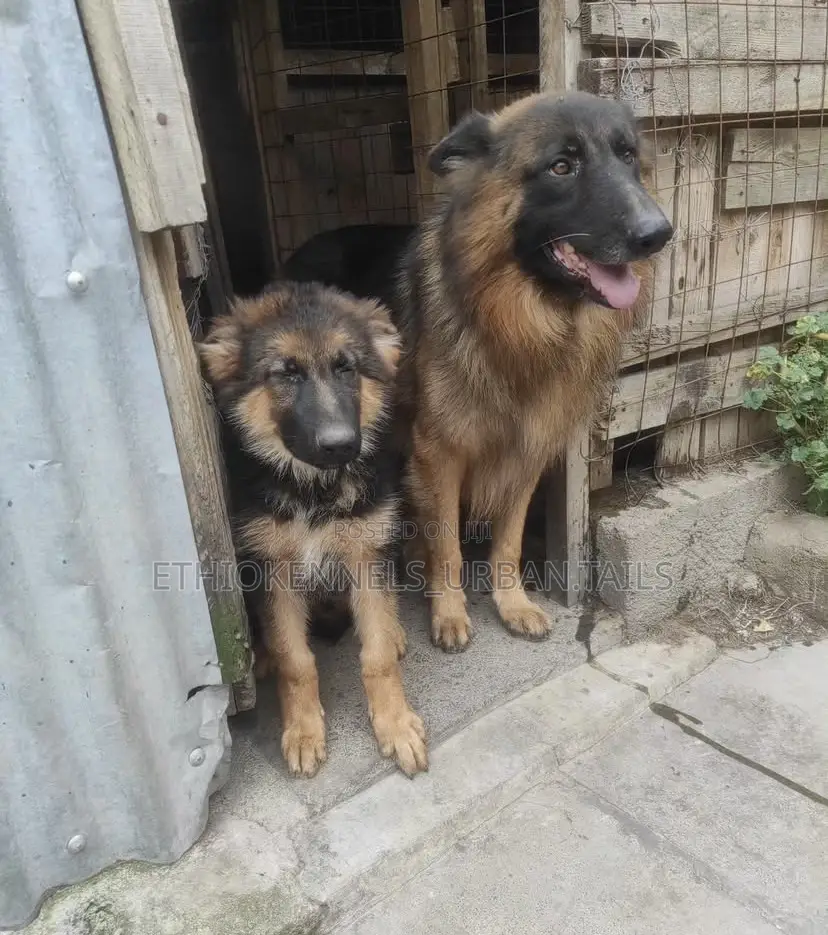 3-6 months Male Purebred German Shepherd