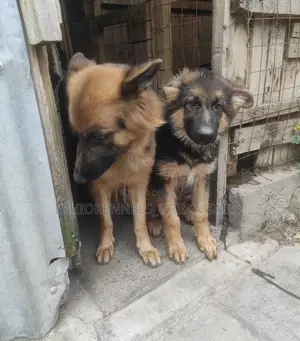 Photo - 1-3 months Male Purebred German Shepherd