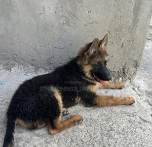 1-3 months Male Purebred German Shepherd
