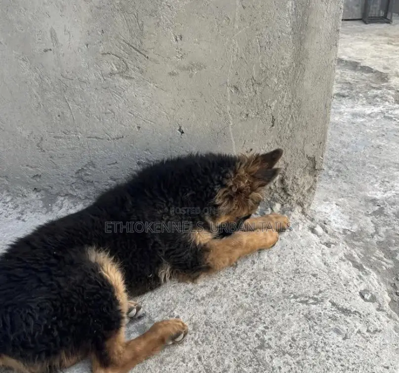 1-3 months Male Purebred German Shepherd