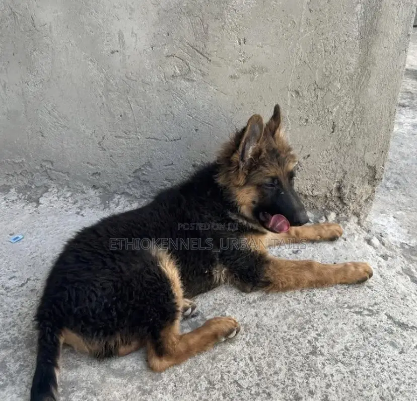 1-3 months Male Purebred German Shepherd