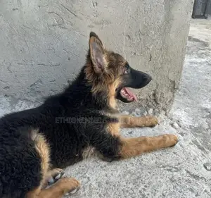 3-6 months Male Purebred German Shepherd