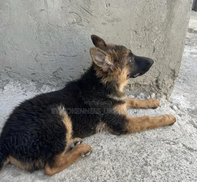 3-6 months Male Purebred German Shepherd