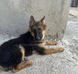 3-6 months Male Purebred German Shepherd