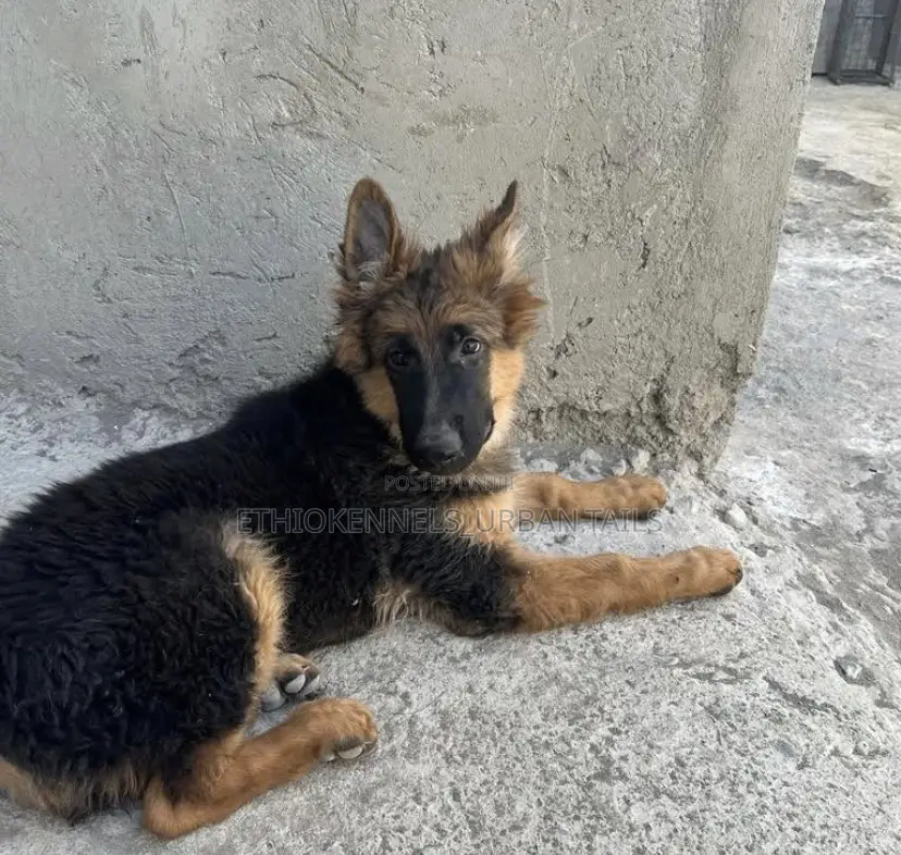 3-6 months Male Purebred German Shepherd
