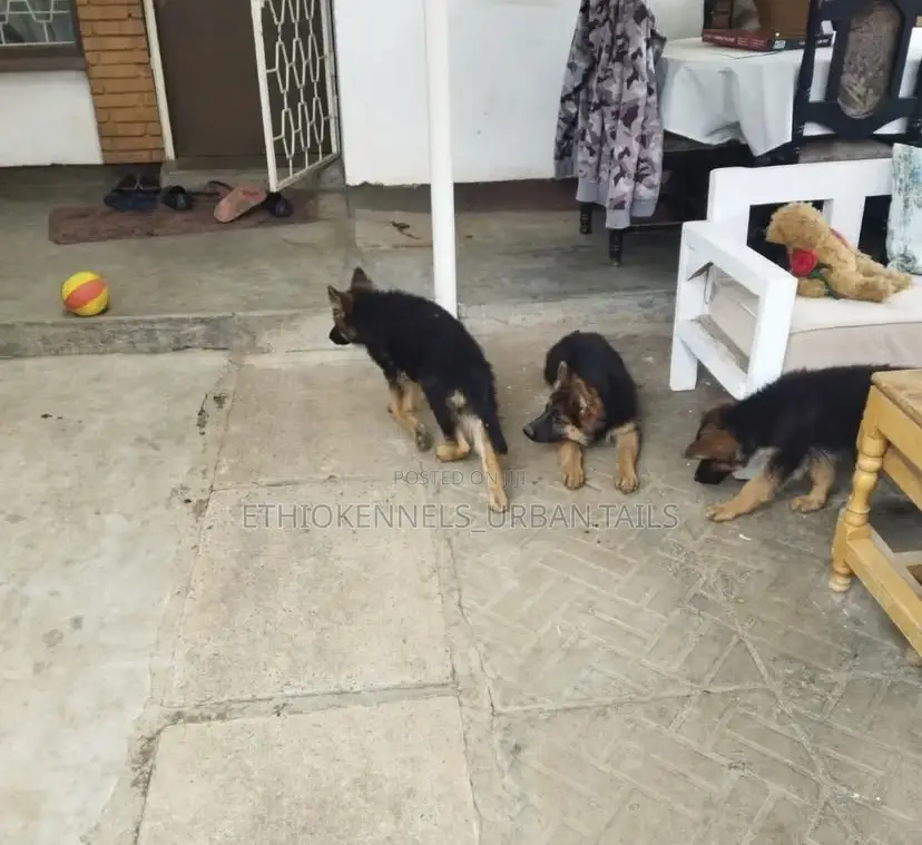 1-3 months Male Purebred German Shepherd