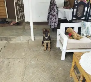 1-3 months Male Purebred German Shepherd