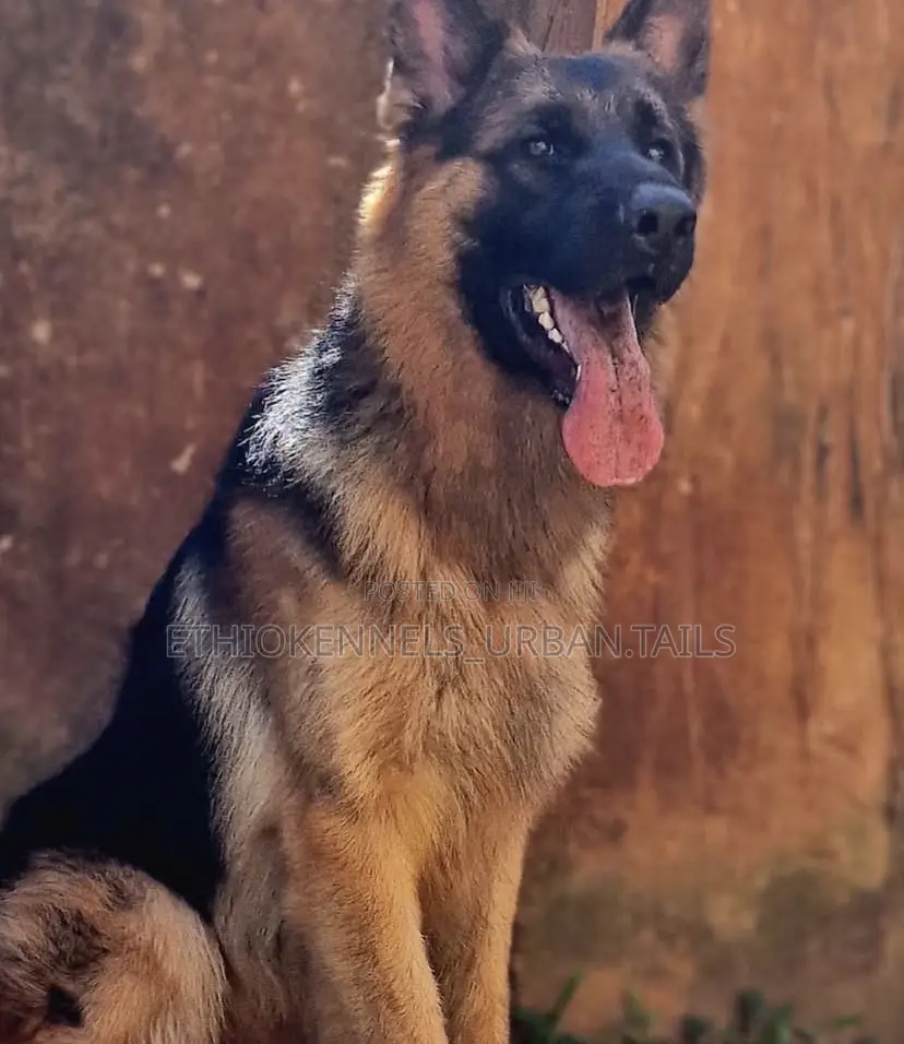 6-12 months Male Purebred German Shepherd