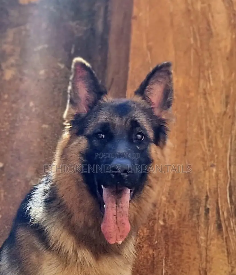 6-12 months Male Purebred German Shepherd