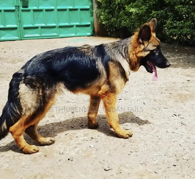 3-6 months Male Purebred German Shepherd
