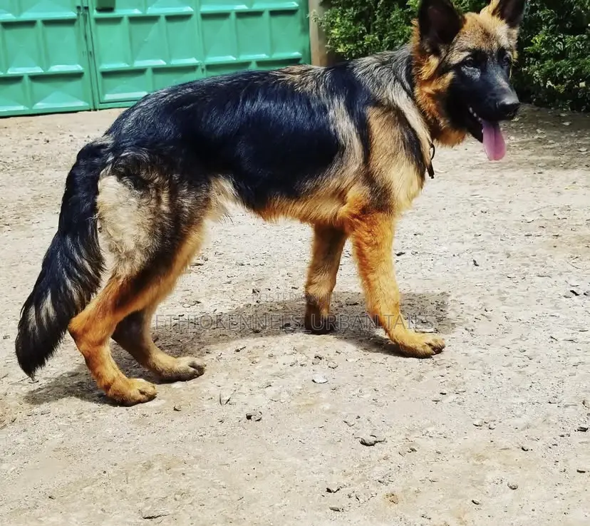 3-6 months Male Purebred German Shepherd