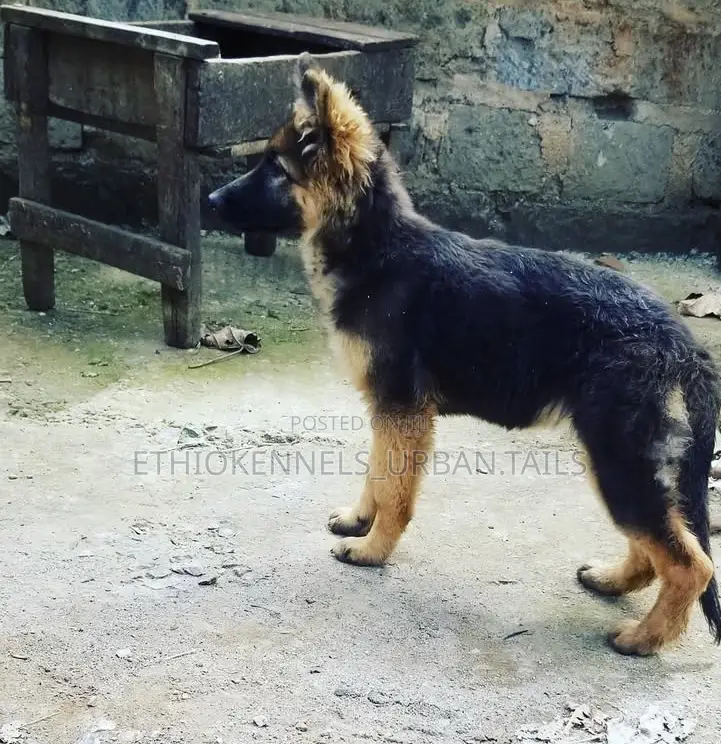 3-6 months Female Purebred German Shepherd