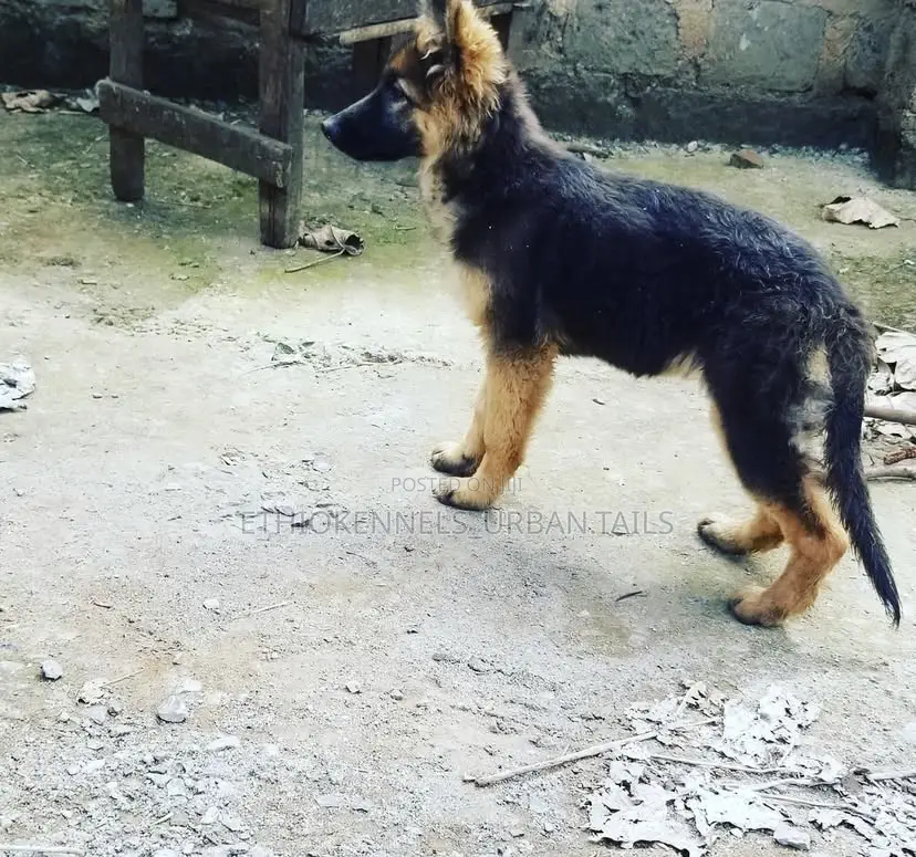 3-6 months Female Purebred German Shepherd