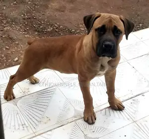 3-6 months Female Purebred Boerboel