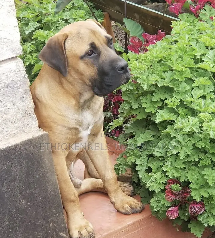 3-6 months Female Purebred Boerboel
