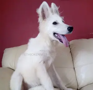 3-6 months Female Purebred German Shepherd