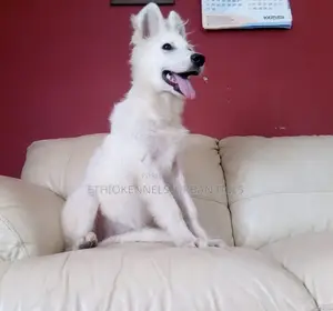 Photo - 3-6 months Female Purebred German Shepherd