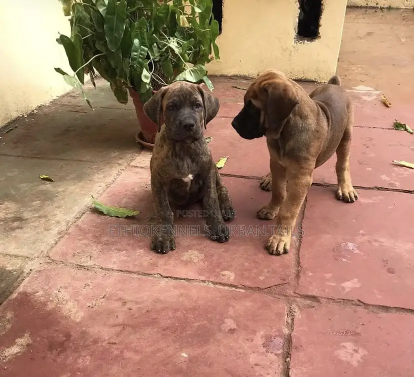 3-6 months Male Purebred Boerboel
