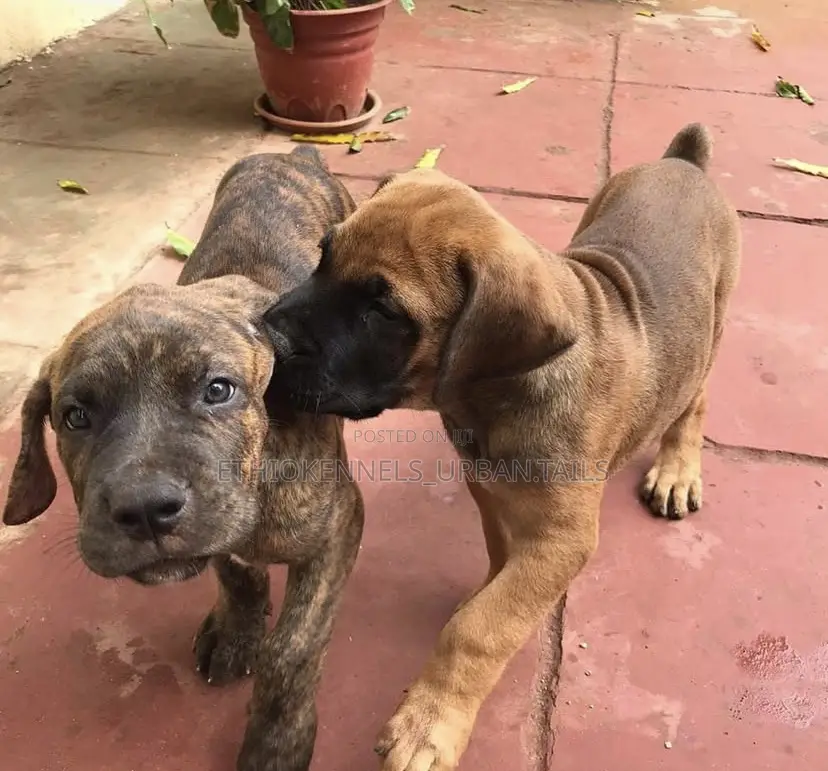 3-6 months Male Purebred Boerboel