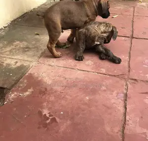 3-6 months Male Purebred Boerboel